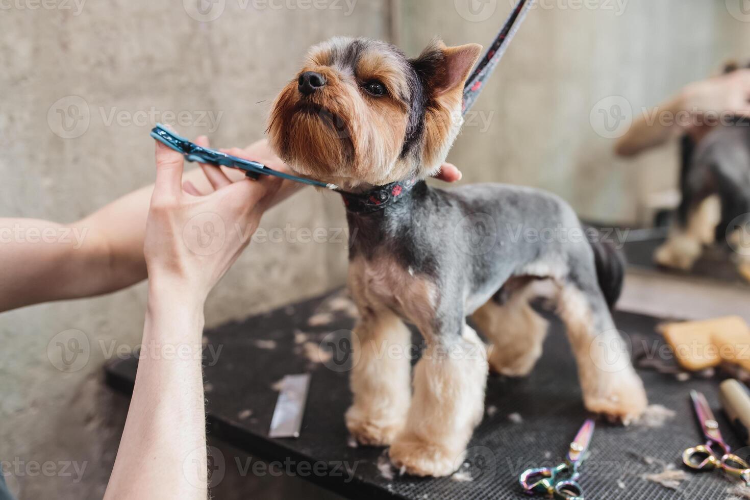 process of final shearing of a dog's hair with scissors. muzzle of a dog view photo