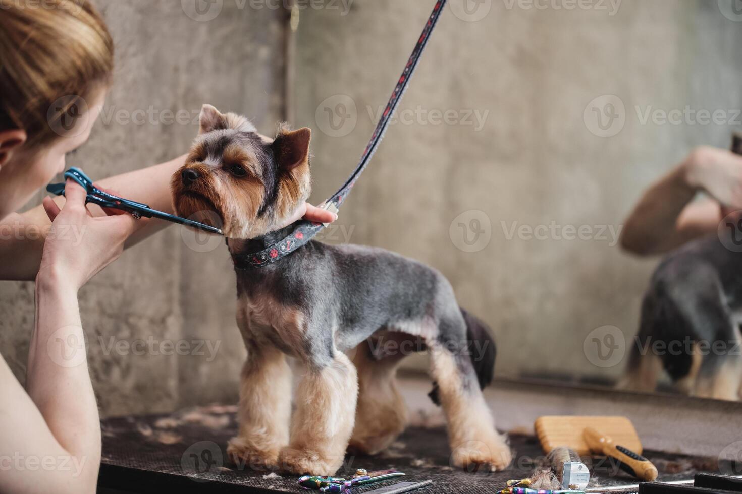 process of final shearing of a dog's hair with scissors. muzzle of a dog view photo
