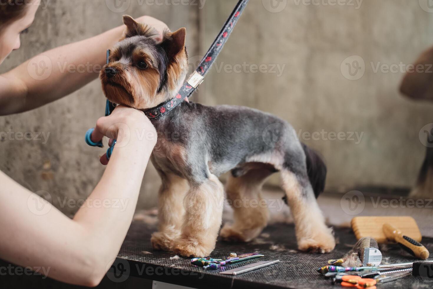 process of final shearing of a dog's hair with scissors. muzzle of a dog view photo