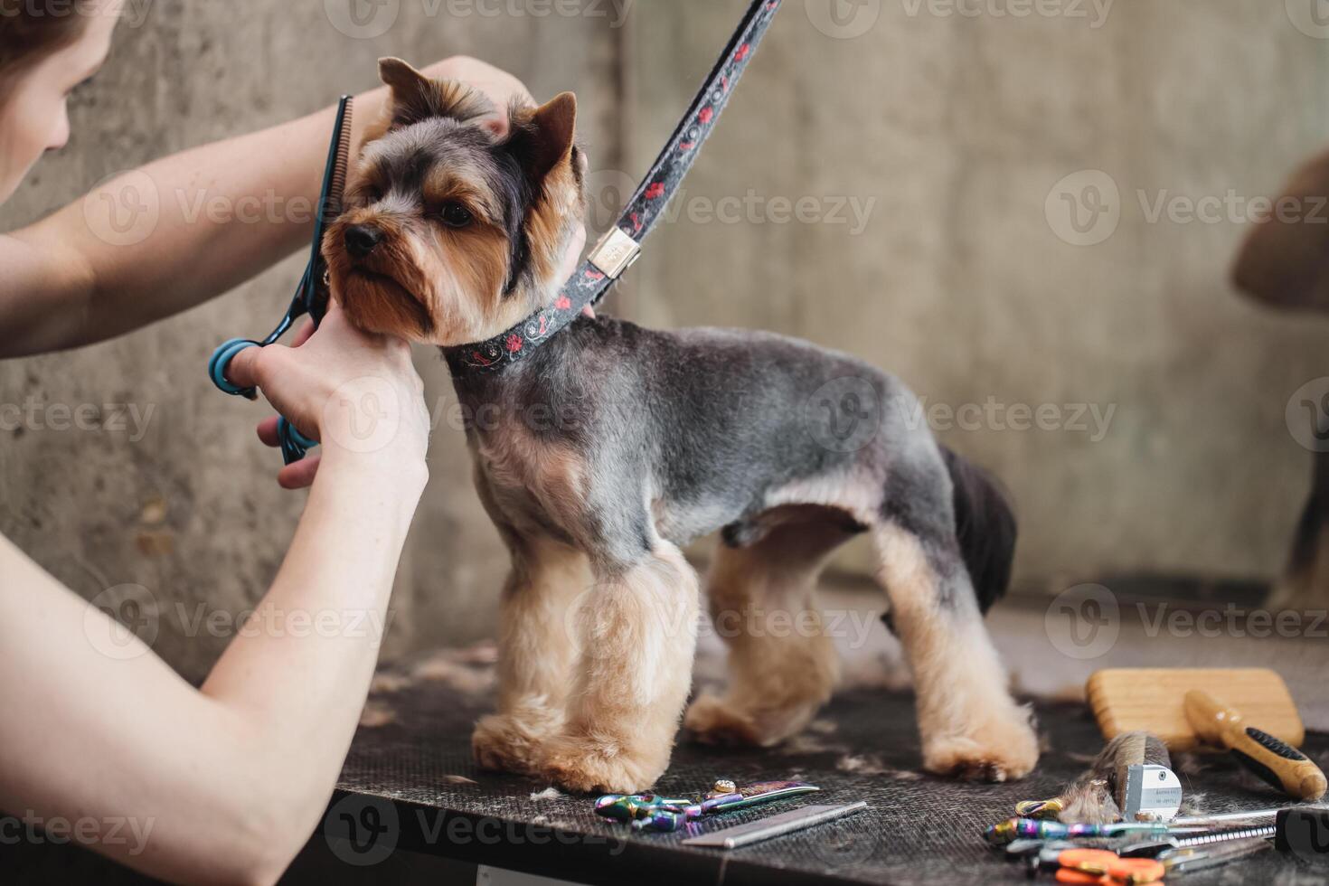 process of final shearing of a dog's hair with scissors. muzzle of a dog view photo