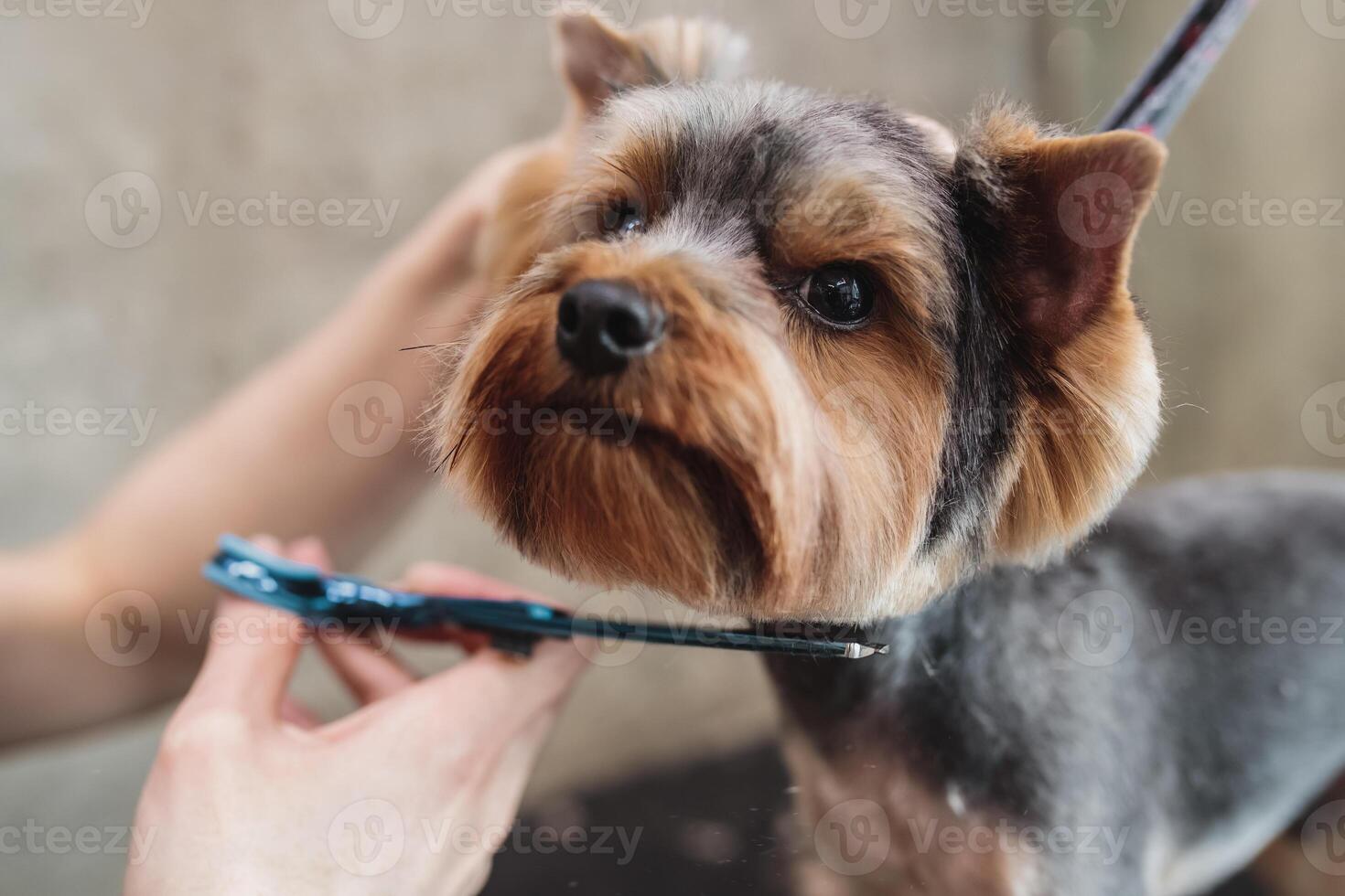 process of final shearing of a dog's hair with scissors. muzzle of a dog view photo