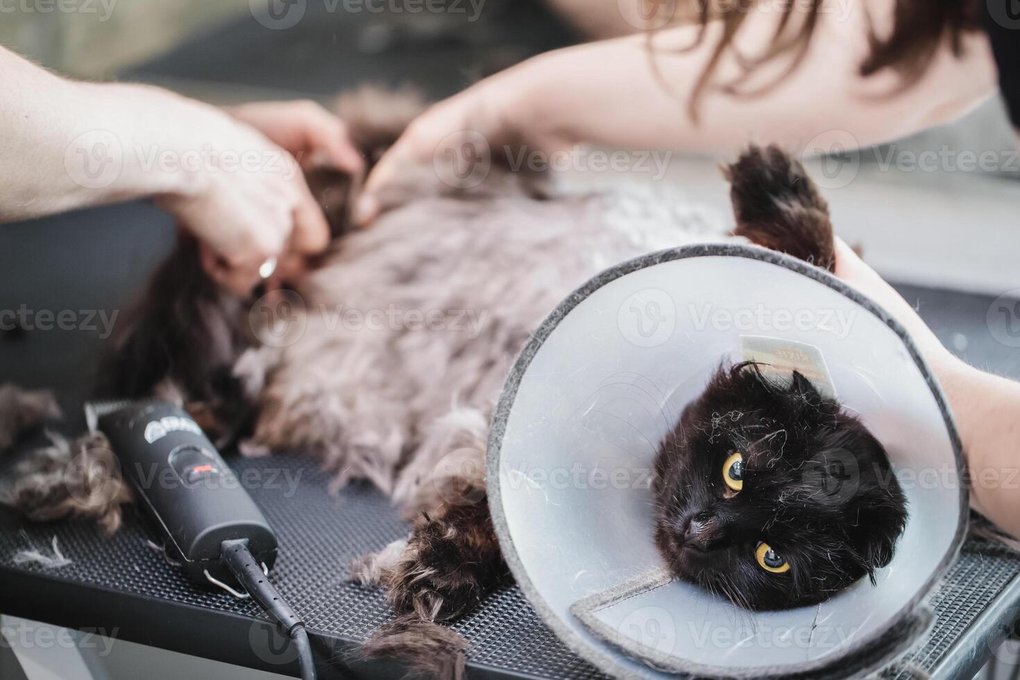 Professional grooming cats photo