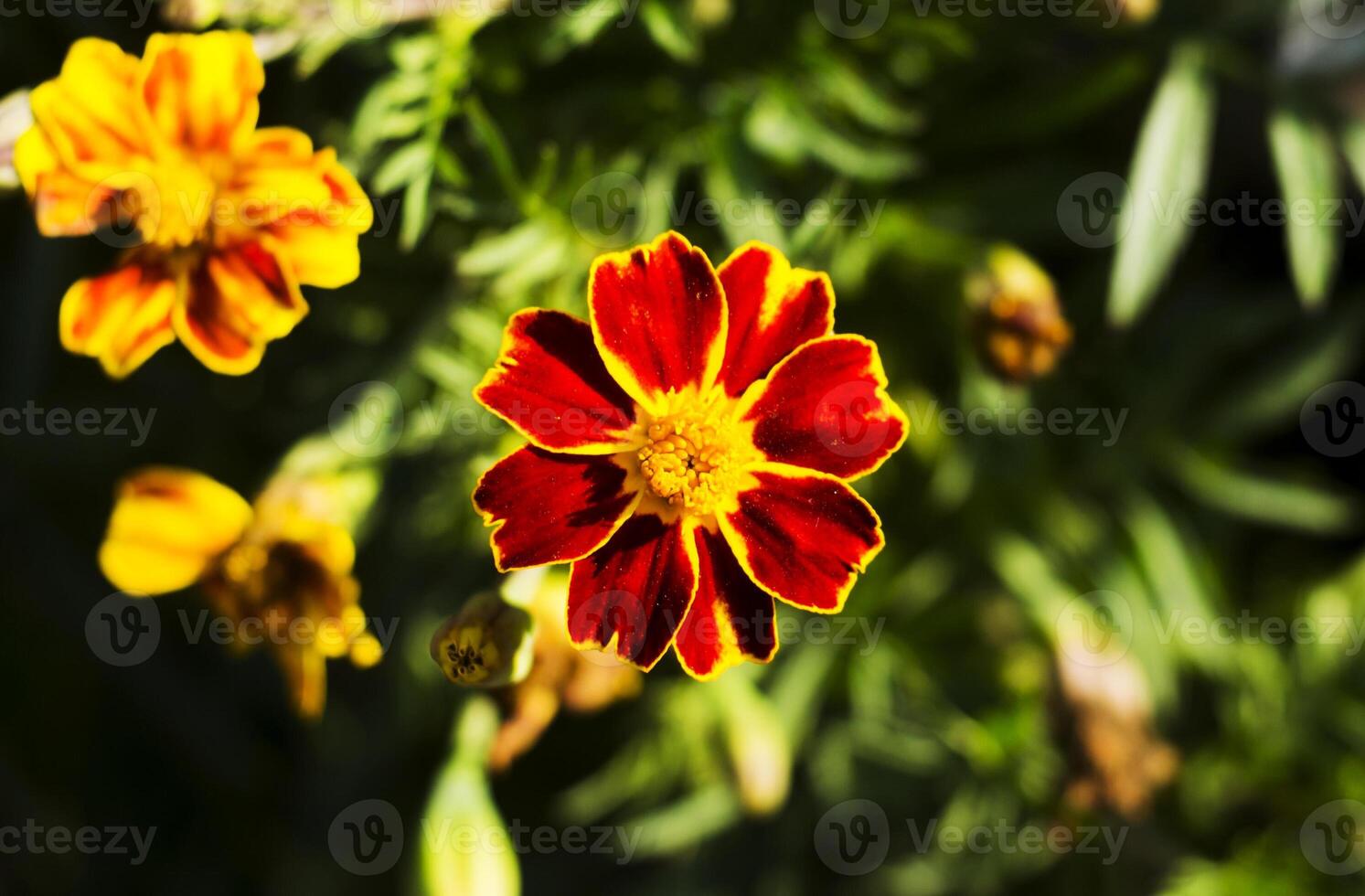 Marigold flowers, Yellow marigold flowers in the garden, Yellow and orange marigolds. photo