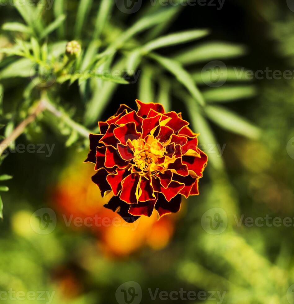 Marigold flowers, Yellow marigold flowers in the garden, Yellow and orange marigolds. photo