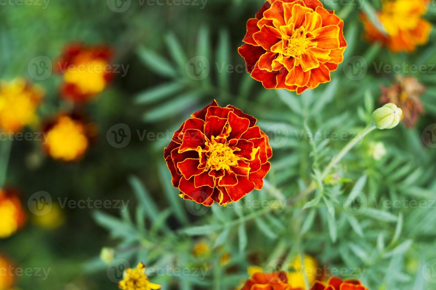 Marigold flowers, Yellow marigold flowers in the garden, Yellow and orange marigolds. photo
