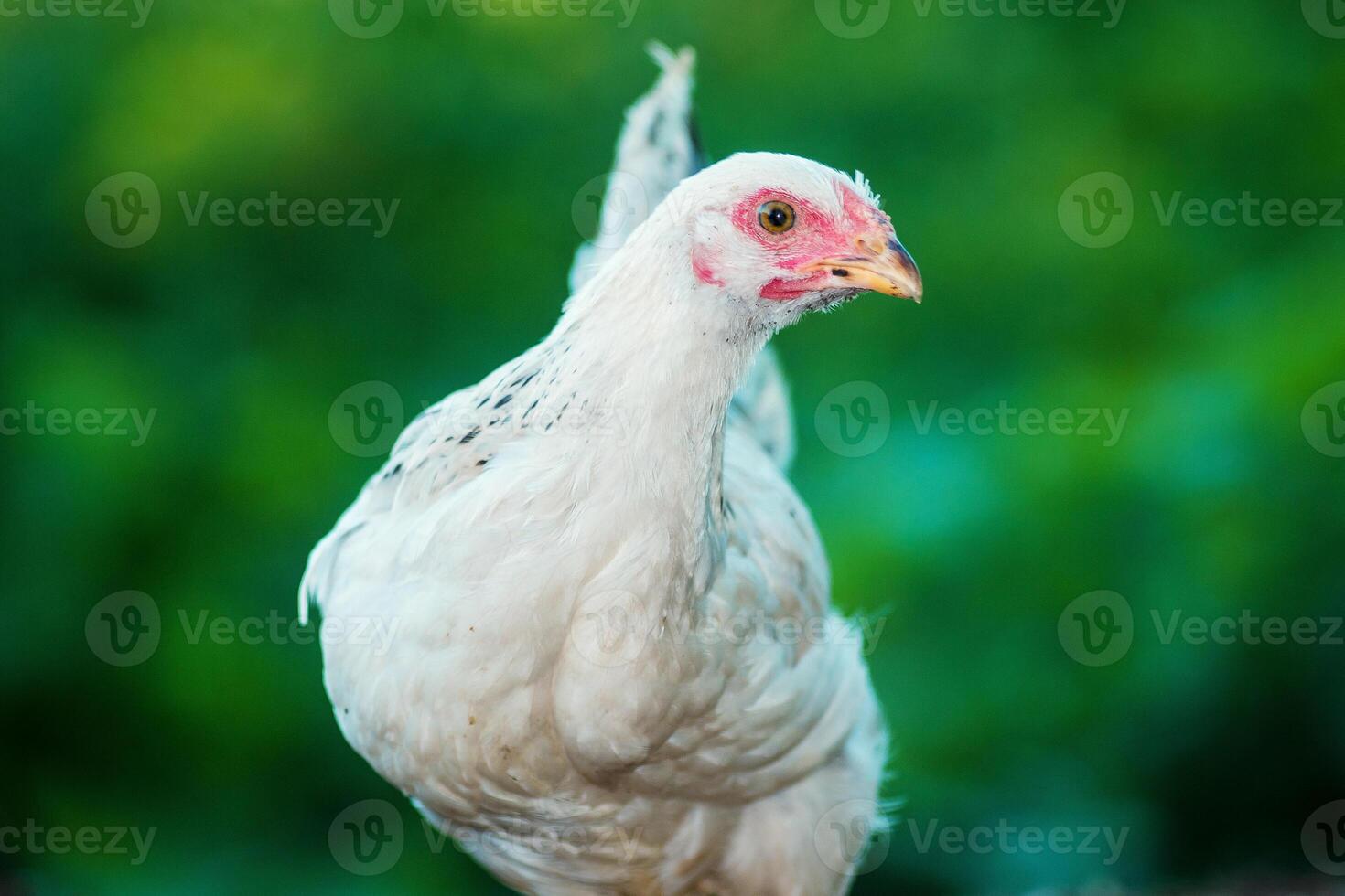 Chicken on a green background photo