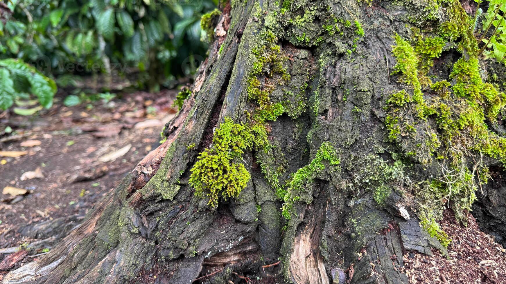 Mossy and textured tree trunk base in a shaded environment photo
