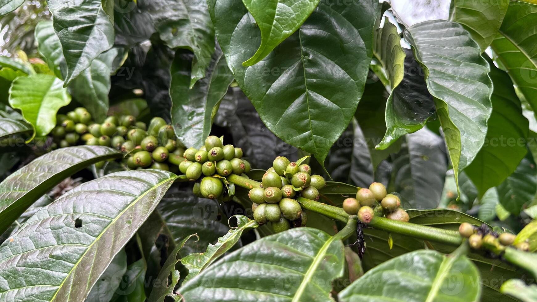 Coffee branch laden with green cherries among lush leaves photo
