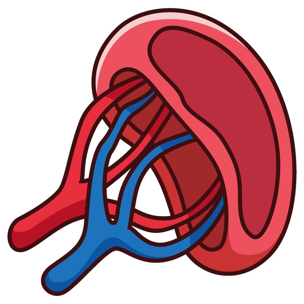 Cartoon human spleen isolated on white background vector