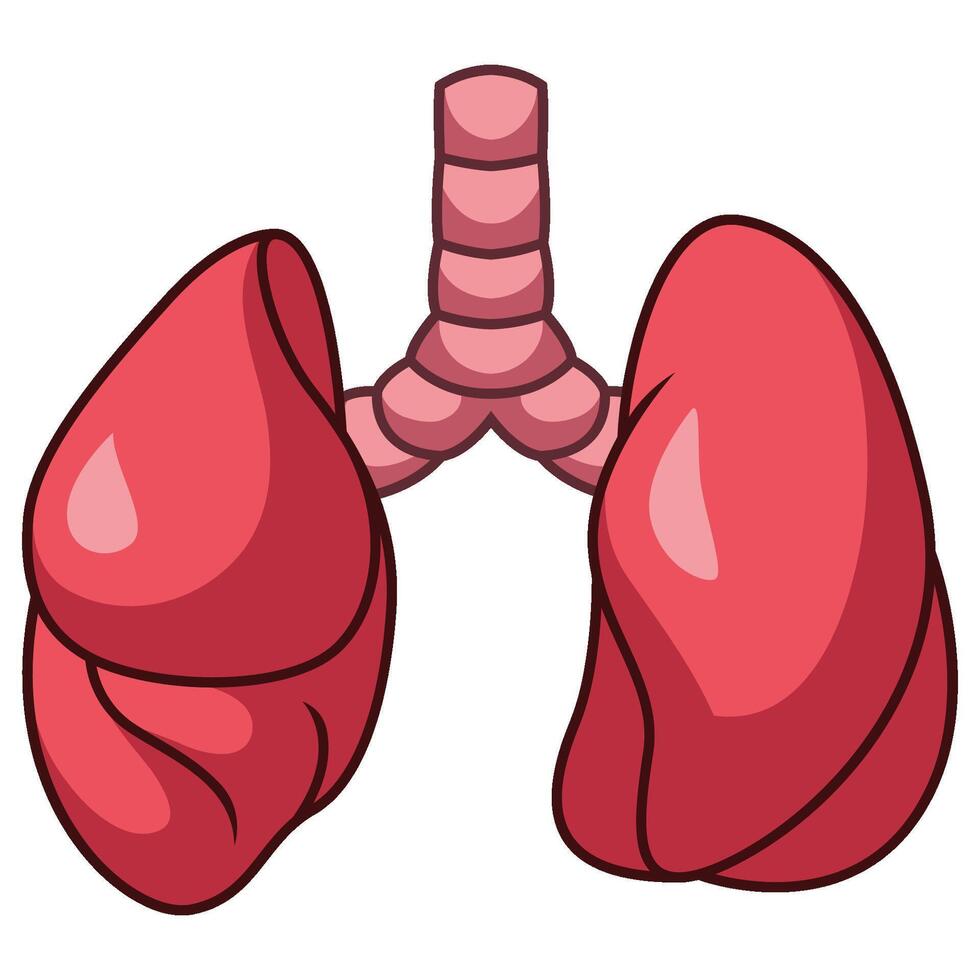 Cartoon human lungs organ on white background vector