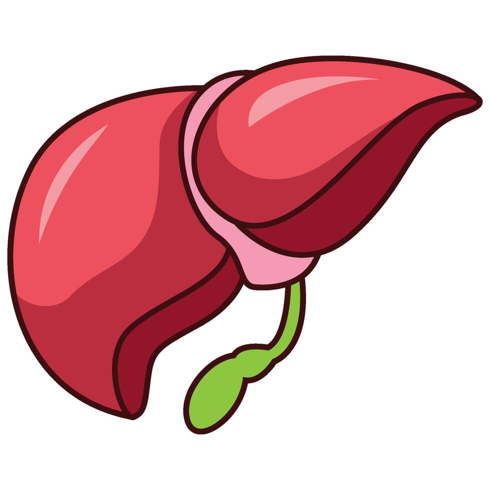 Human liver and gallbladder organ isolated on white background vector