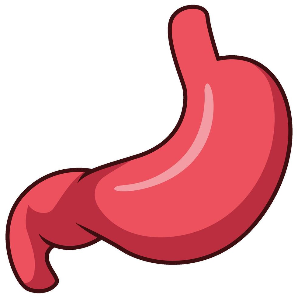 Cartoon human stomach isolated on white background vector