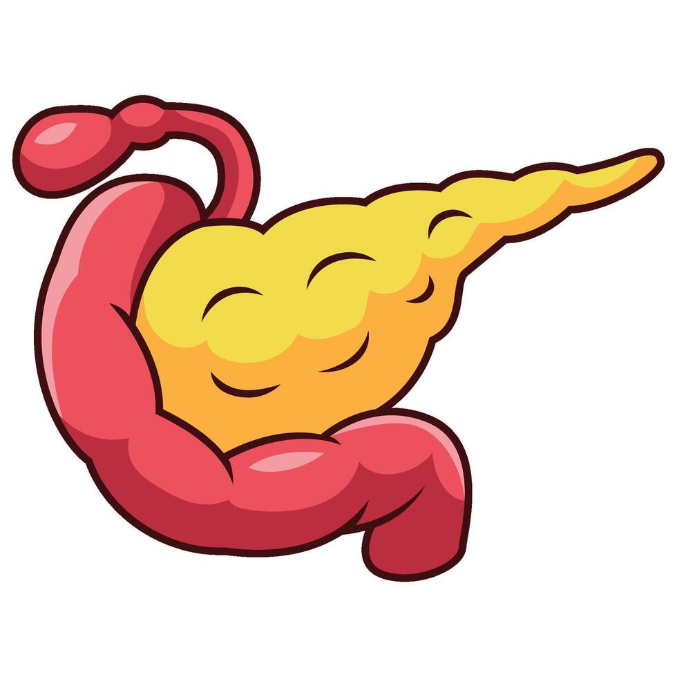 Cartoon human pancreas organ on white background vector