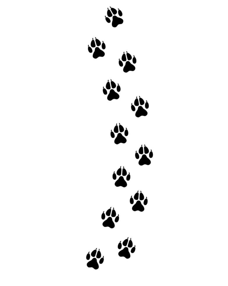 wolf paw prints track illustration vector