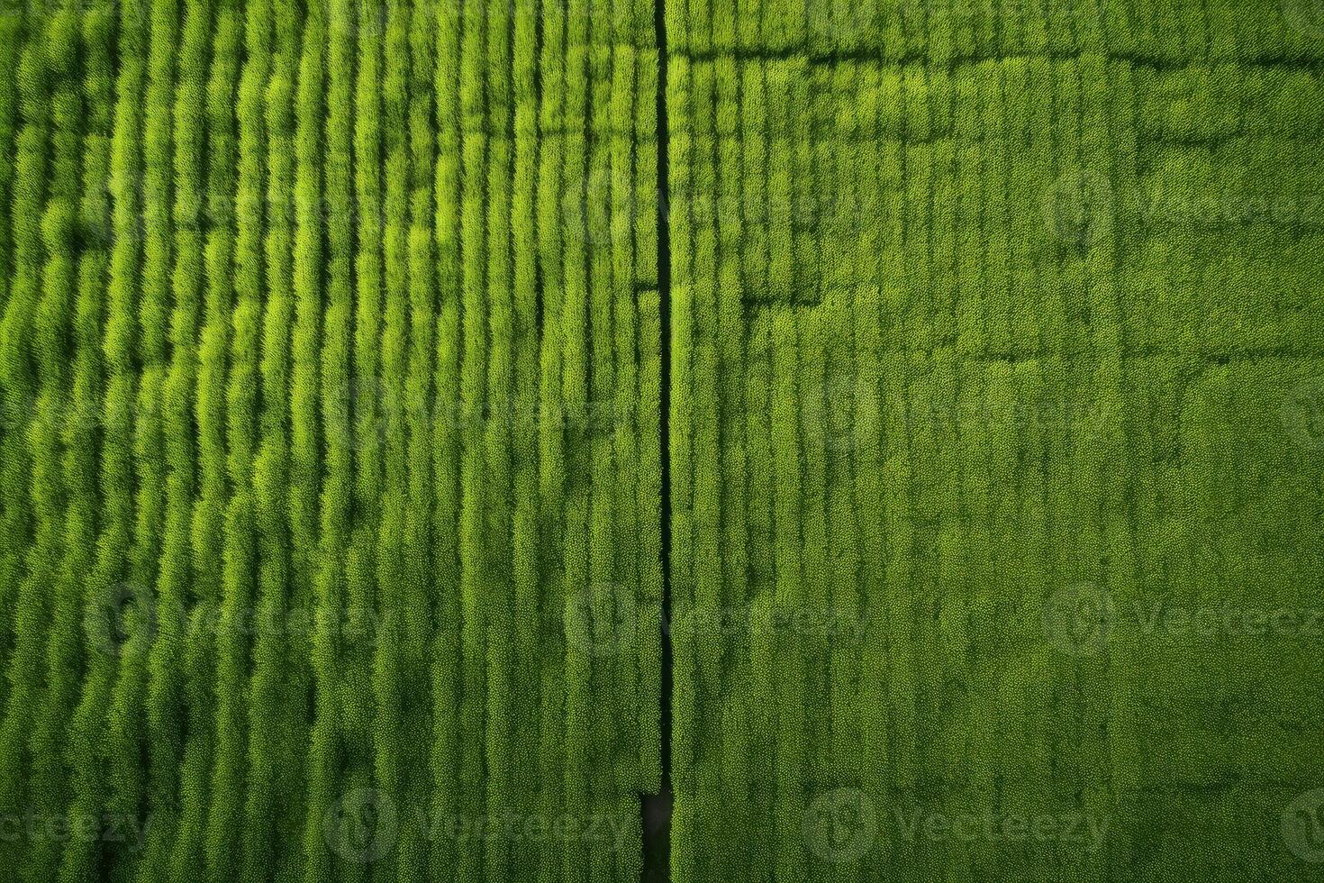 Lush green rice paddy fields creating stunning geometric patterns photo