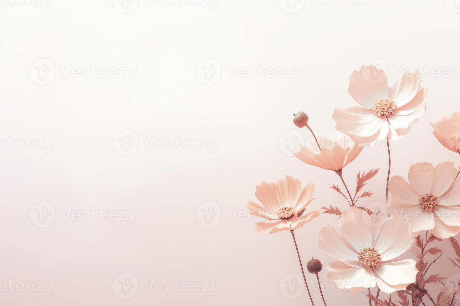 Delicate cosmos flowers creating a serene ambiance on pink background photo