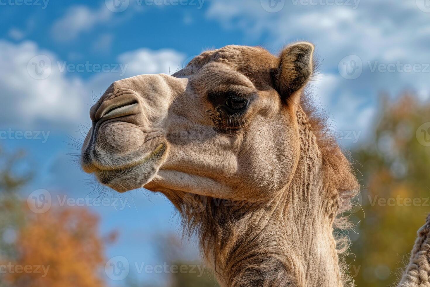 Dromedary camel posing with blue sky and autumn colors photo