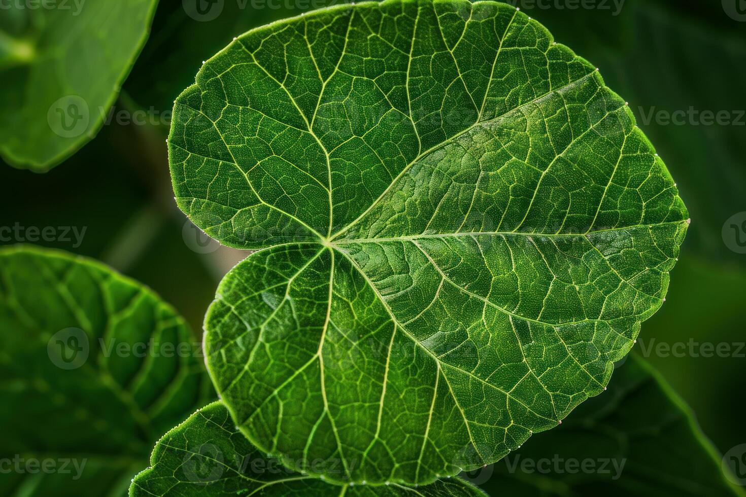 Green leaf showing detailed veins and texture photo