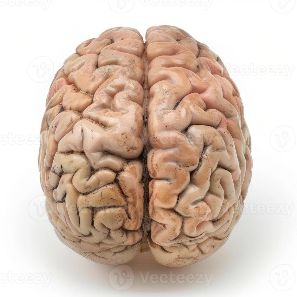 Realistic anatomical model of human brain showing cerebral hemispheres photo