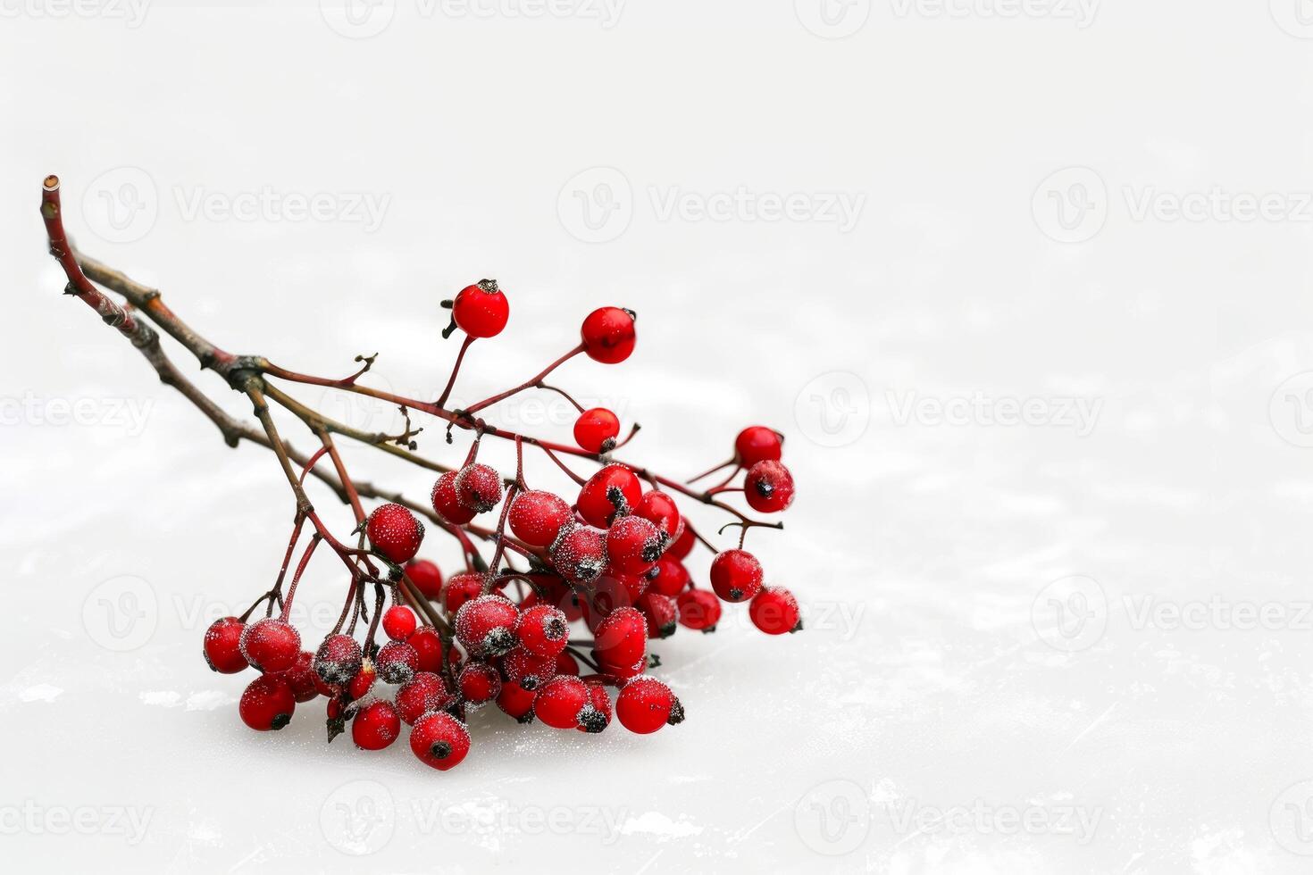 Branch covered with red berries is lying on the snow photo