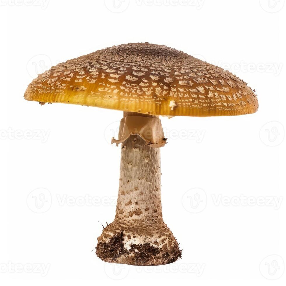 Royal fly agaric mushroom showing its stem, cap and gills on white background photo