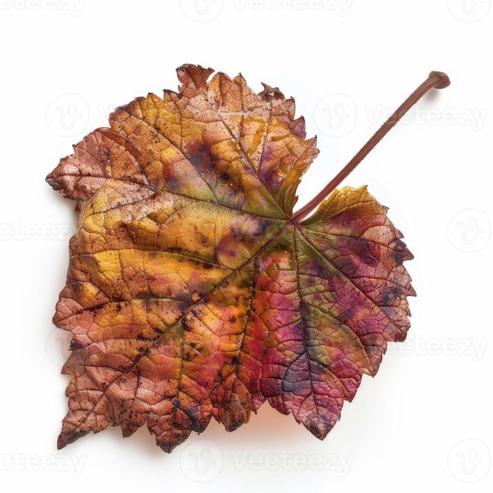 Colorful autumn grape leaf showing fall colors on white background photo