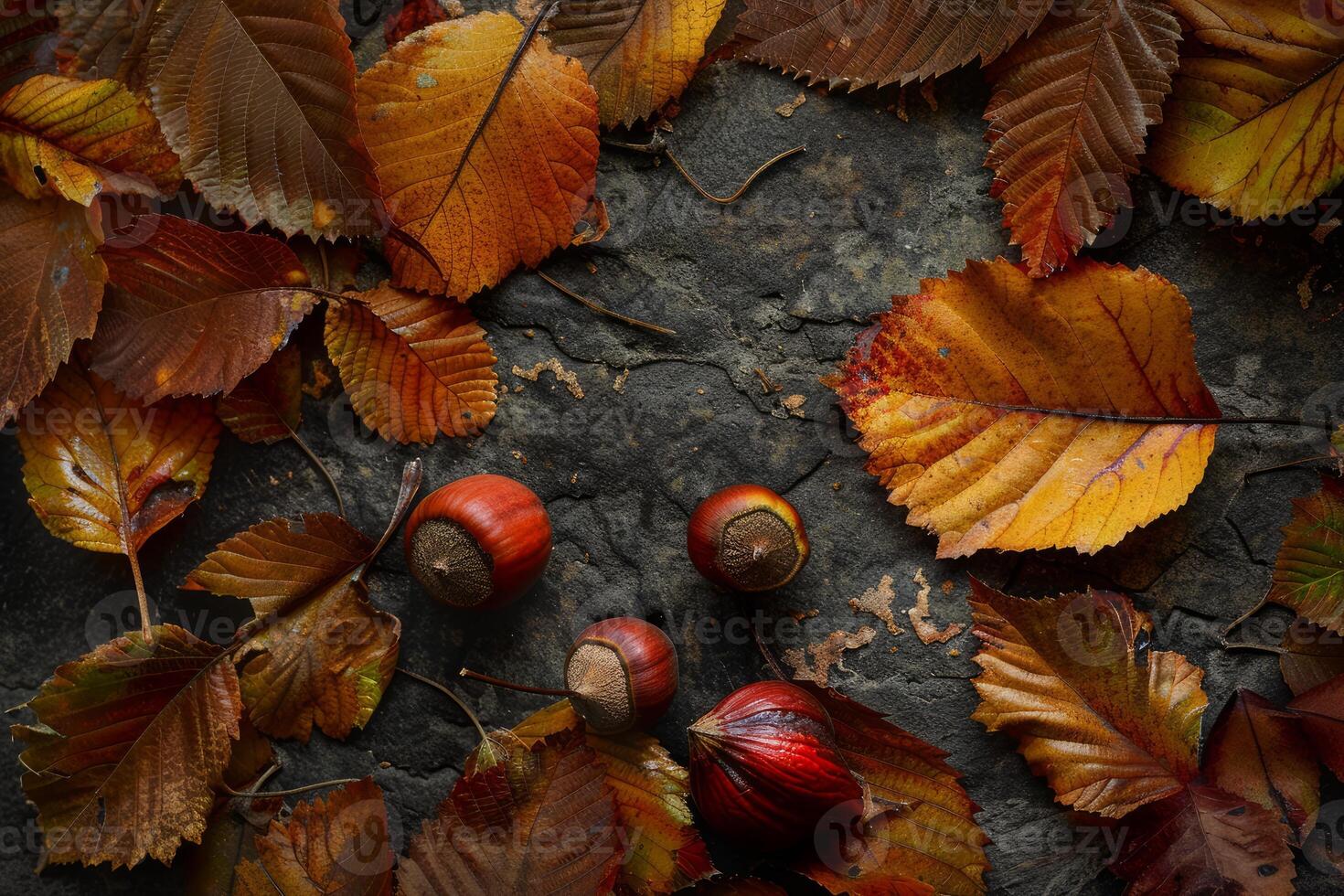 Hazelnuts lying on dark stone surrounded by dry autumn leaves photo