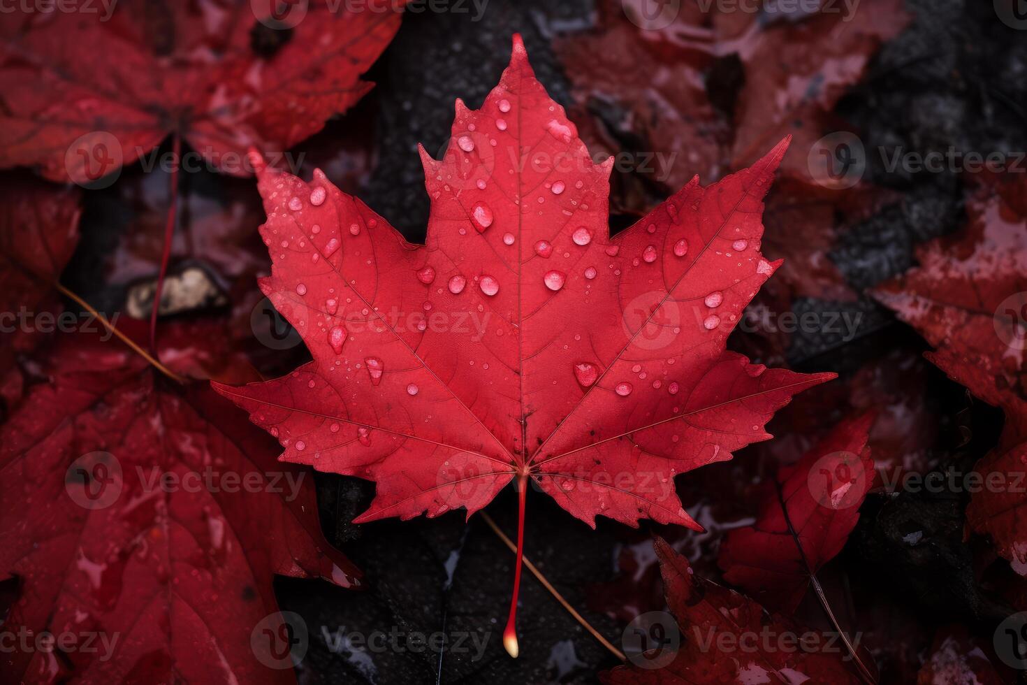 Red maple leaf showing water droplets after rain in autumn photo
