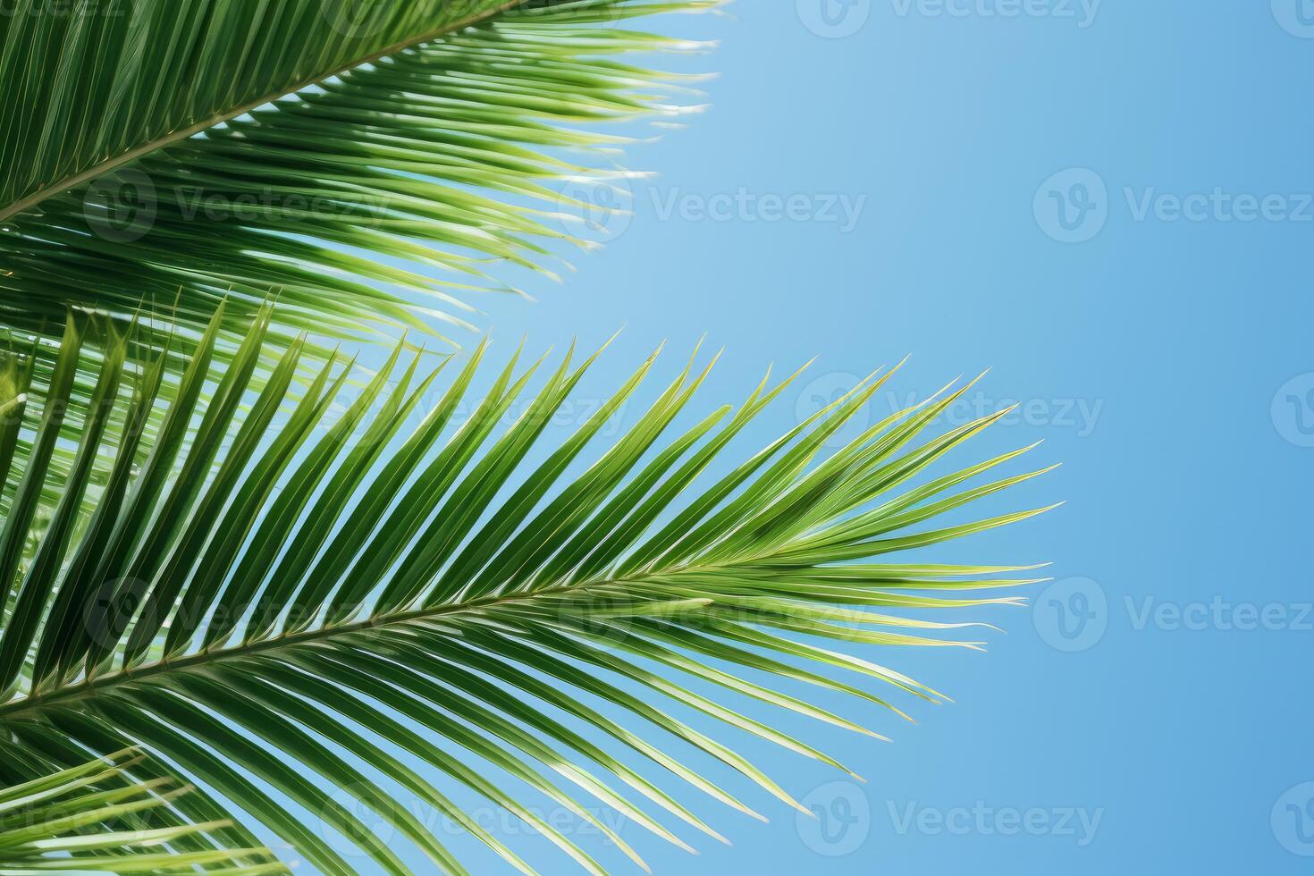 Palm tree leaves swaying gently in the tropical breeze against clear blue sky photo