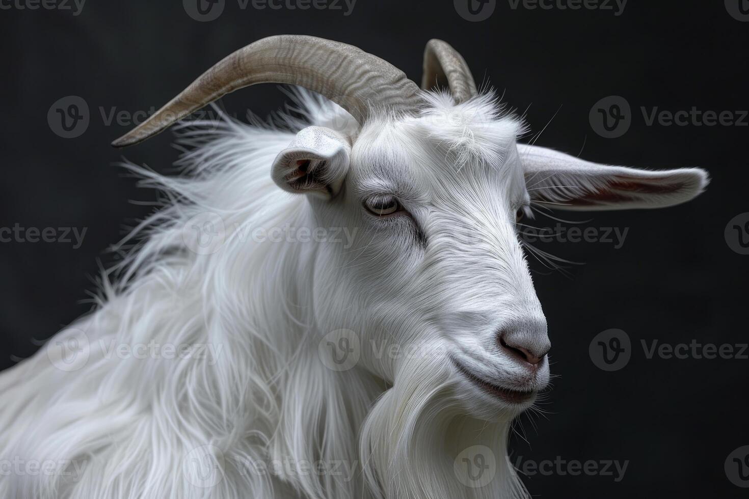 White goat posing on dark background in studio photo
