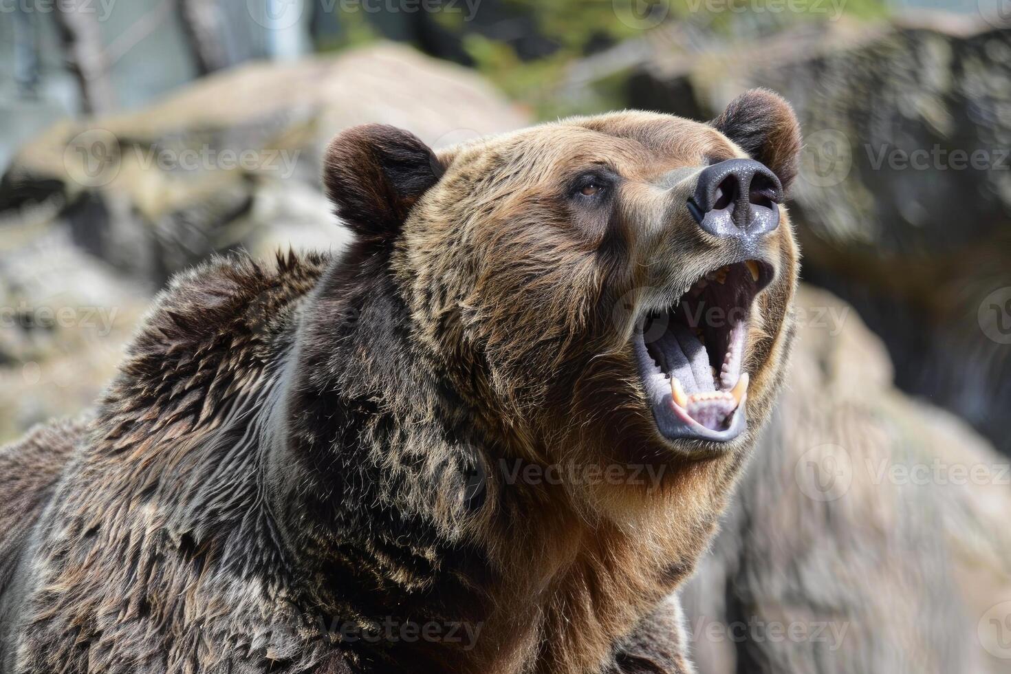 Brown bear growling and roaring, showing its teeth and tongue photo
