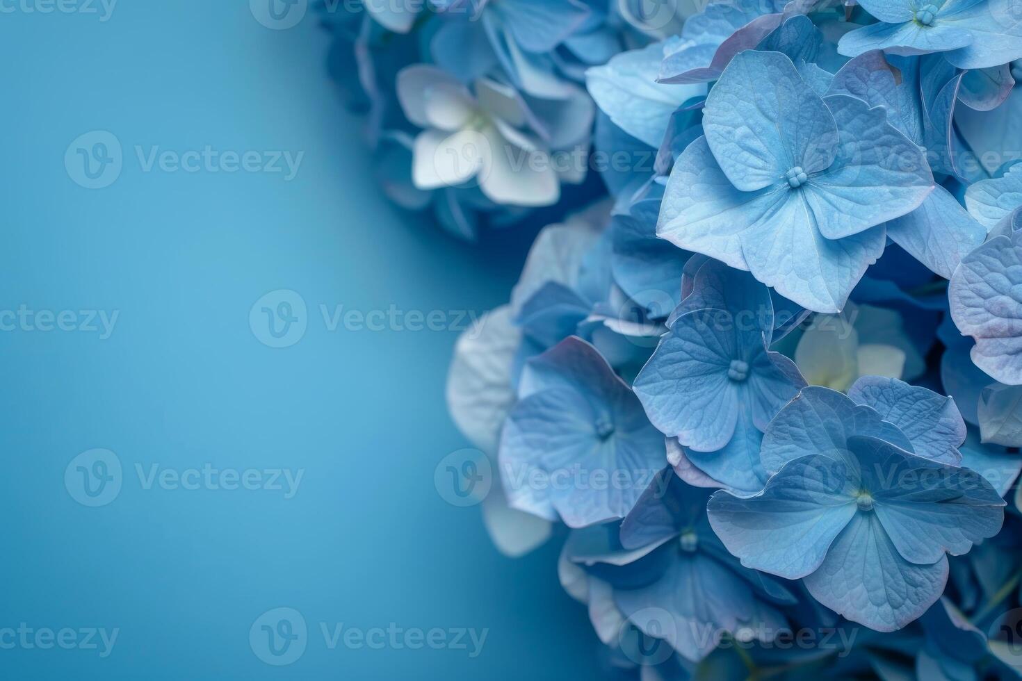Blue hydrangea flowers on a blue background creating a monochromatic harmony photo