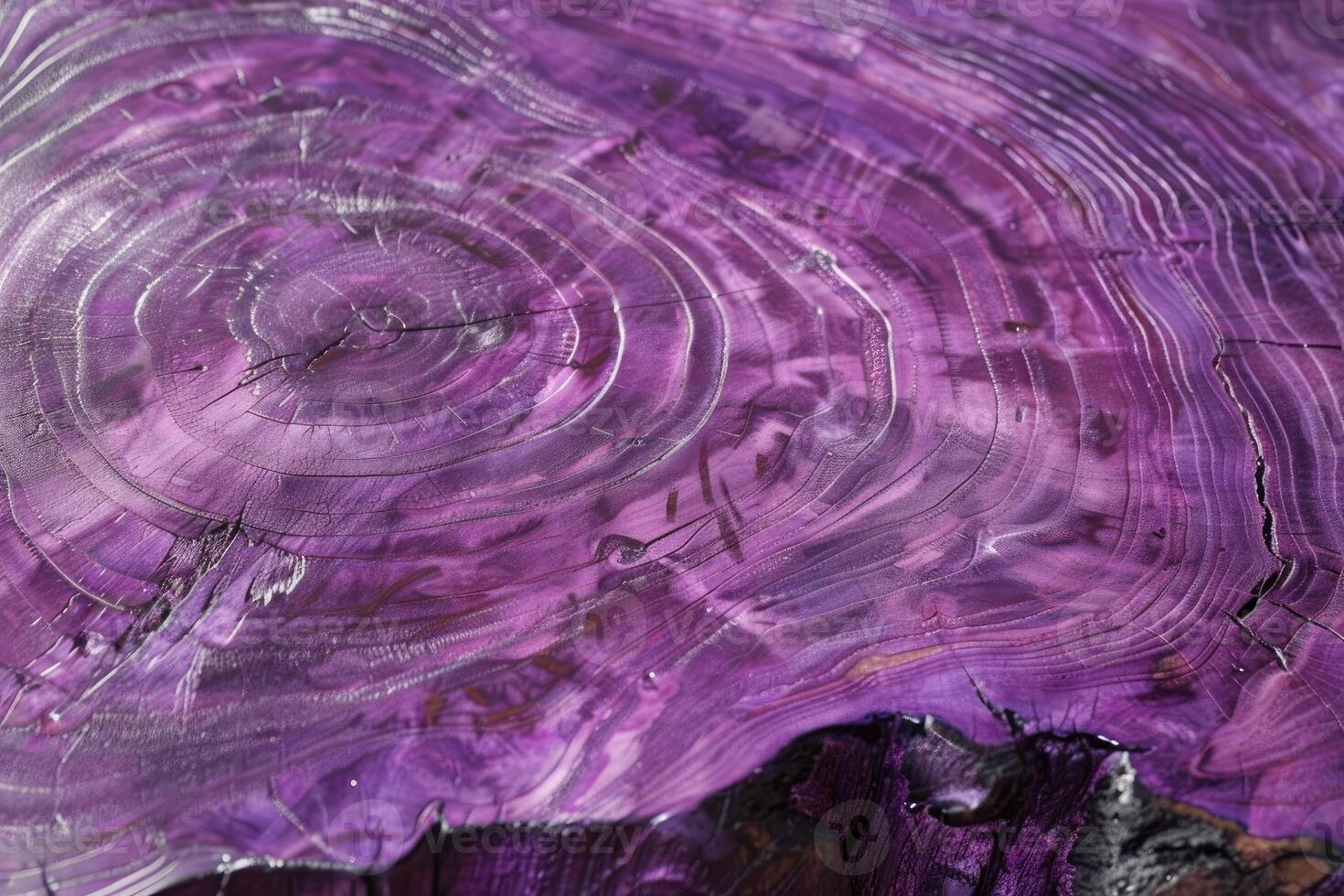 Purple wood grain showing concentric tree rings forming abstract pattern photo