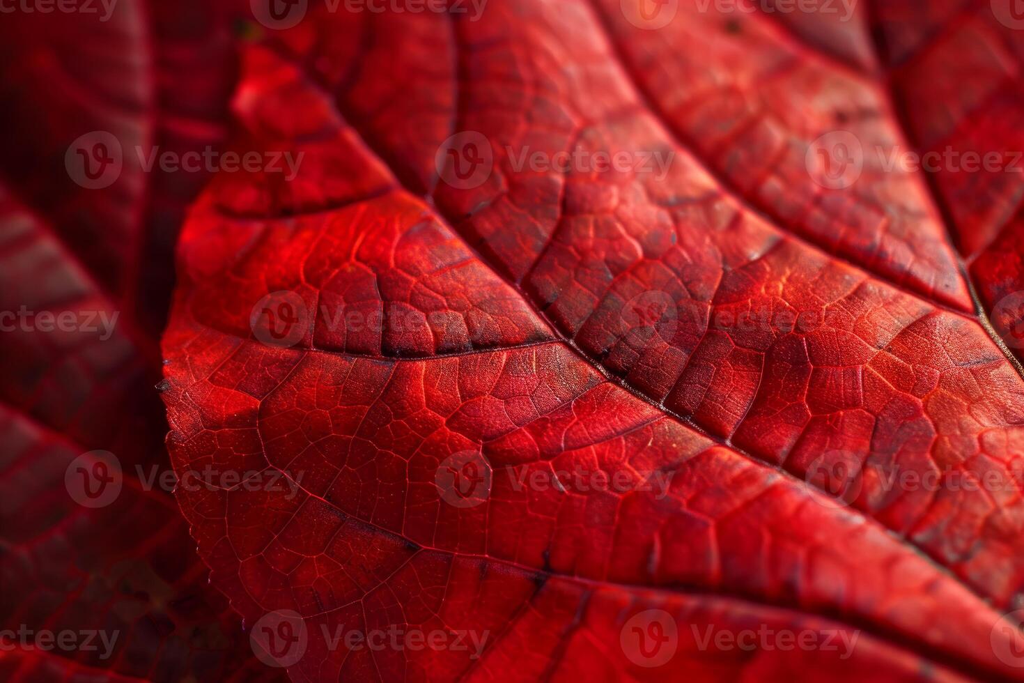 Red poinsettia leaves showing detailed veins and texture photo