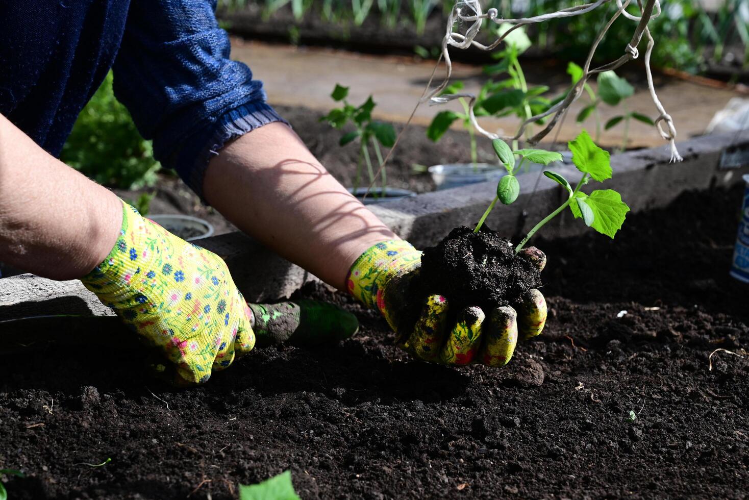 a woman's hands in gloves are transplanting seedlings of cucumberson a beautiful sunny morning photo