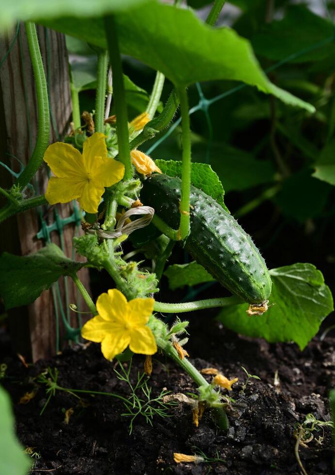A detailed close-up shows the veined texture of a cucumber plant's leaves and the delicate form of its yellow flowers, climbing on a support structure. photo