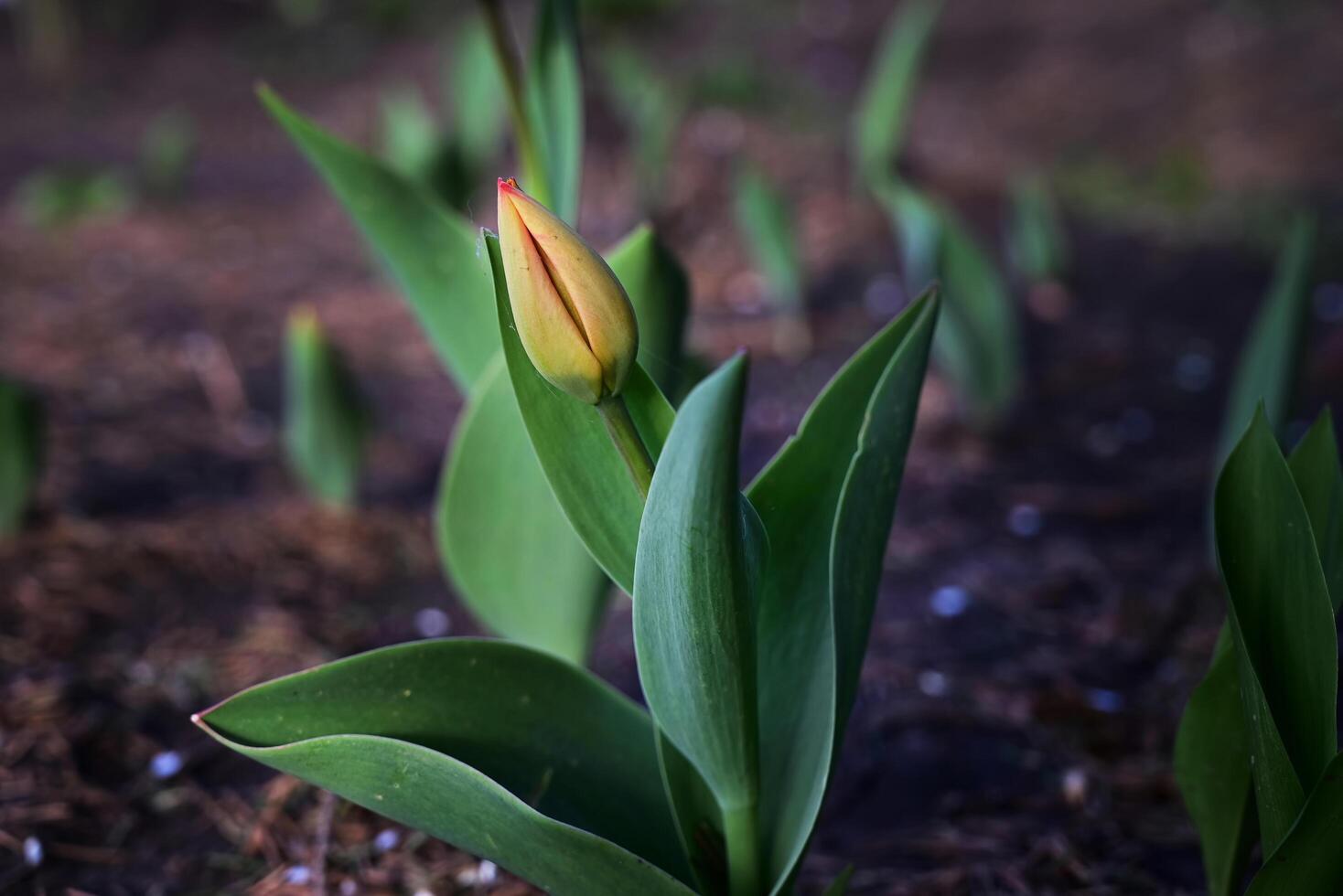 A bed of bright and colourful orange tulip flowers taller than the others in the cluster. The background is out of focus with colours of grey photo