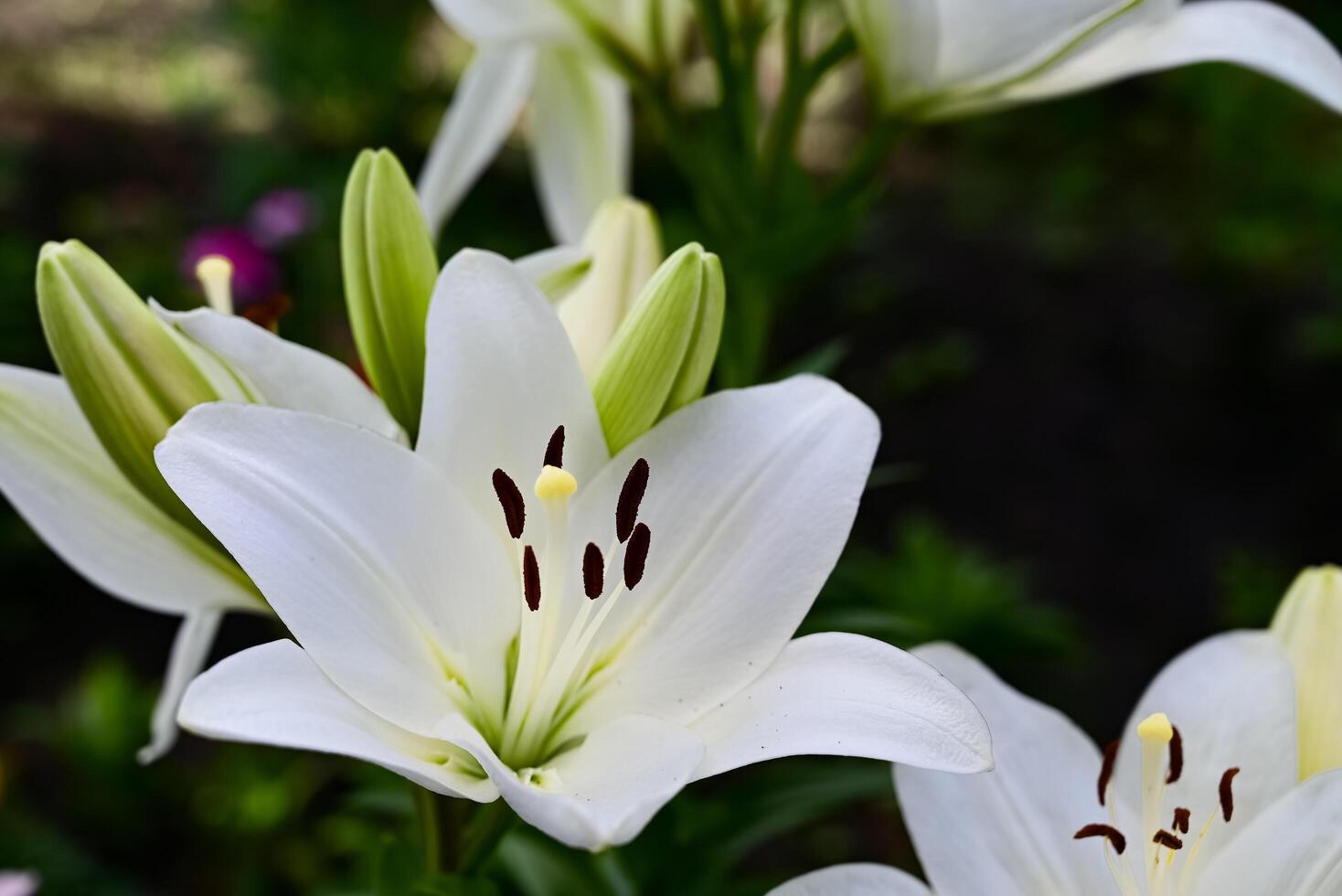 Garden lily of beauty with white petals close-up garden photo. Lilium Plant Flower wallpaper on a green background on a beautiful sunny morning photo