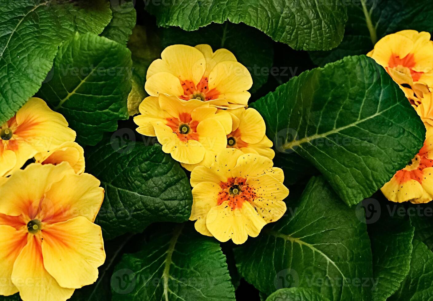 Panoramic Multicolor Primrose Many Country Primula Flowers, top view banner. Vivid flowerscape, flat lay. Live wall of Primula Primrose Multicolored flowers photo