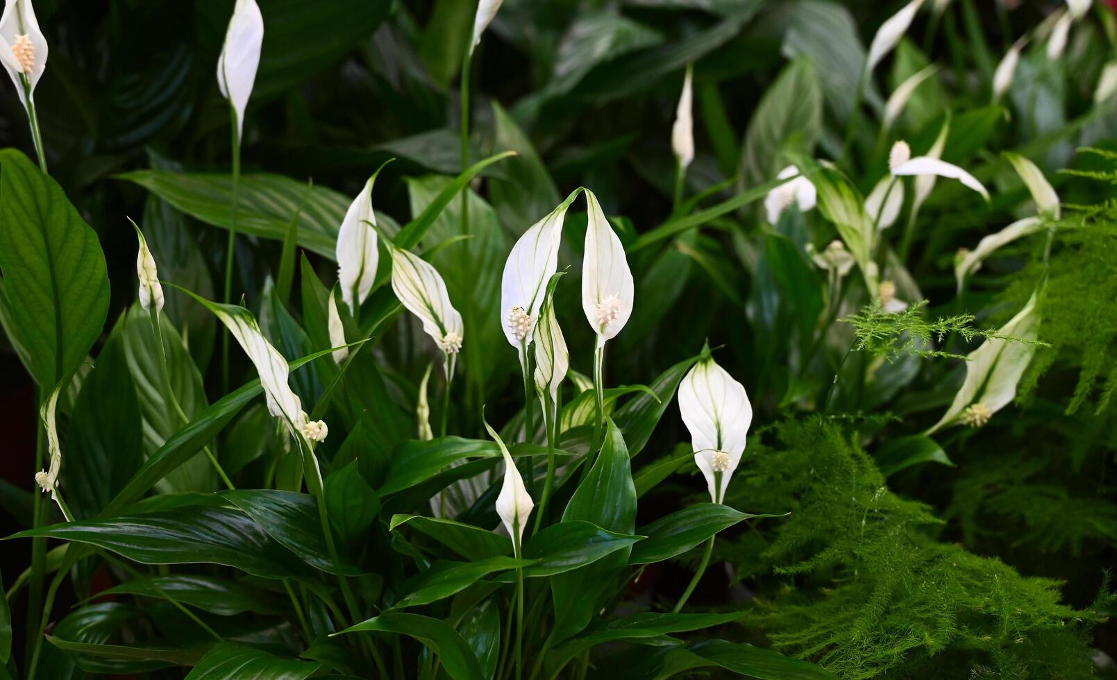 Flower pots with spathiphyllum in the flower shop. Banner on a wonderful day photo