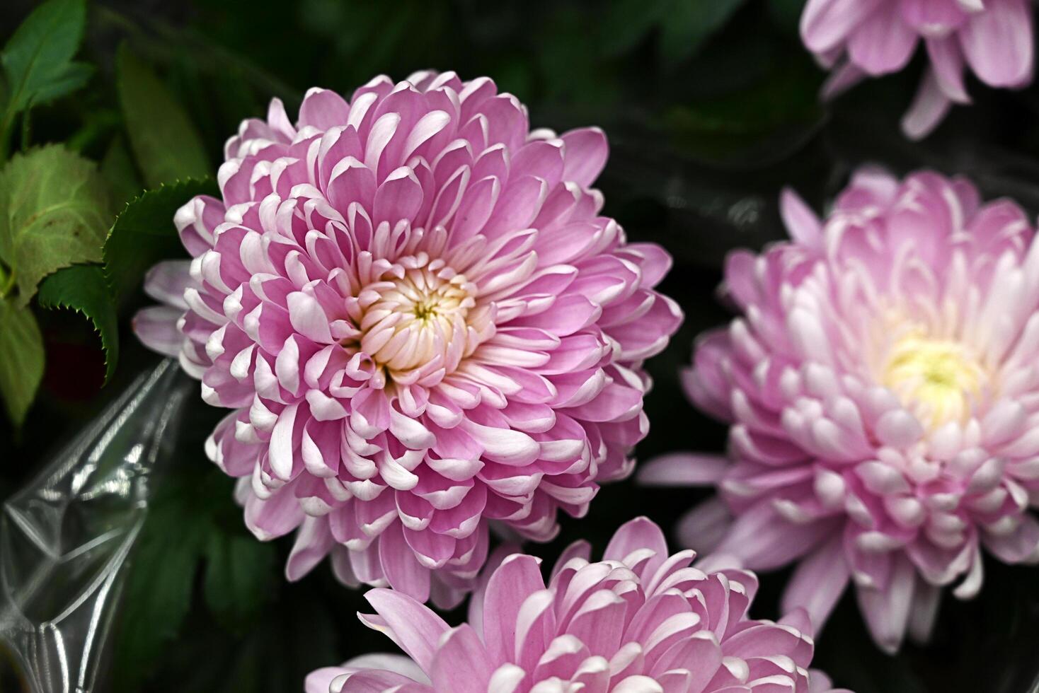 Purple flower on a beautiful sunny morning, a close-up of a purple chrysanthemum petal or a pink flower image used for web design and floral background photo