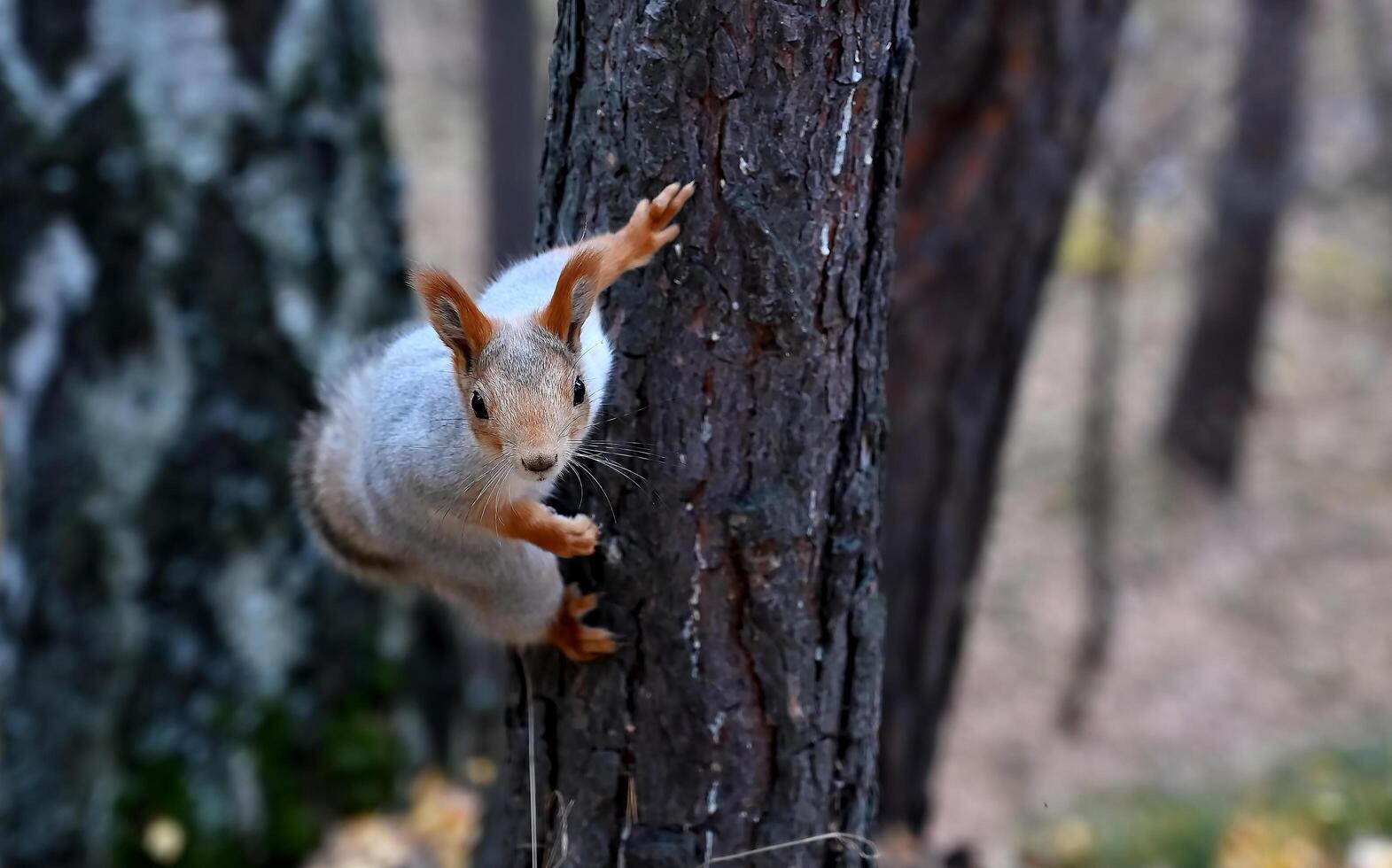 Young squirrel close-up on a tree On a wonderful day with a positive attitude photo