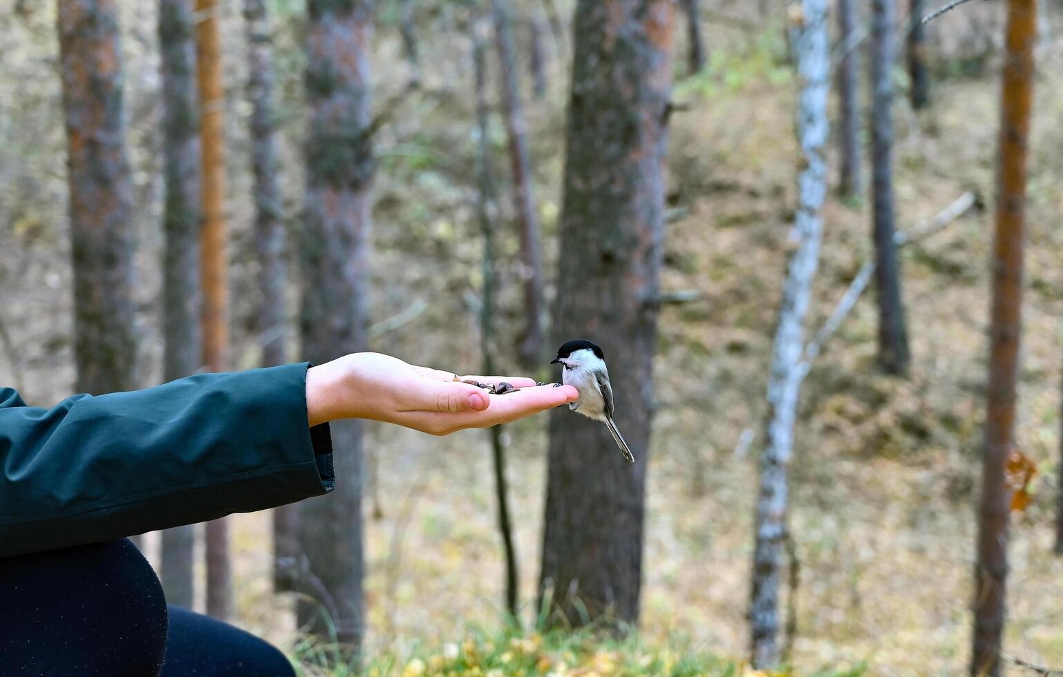 Sparrow eats with hands on the old square photo