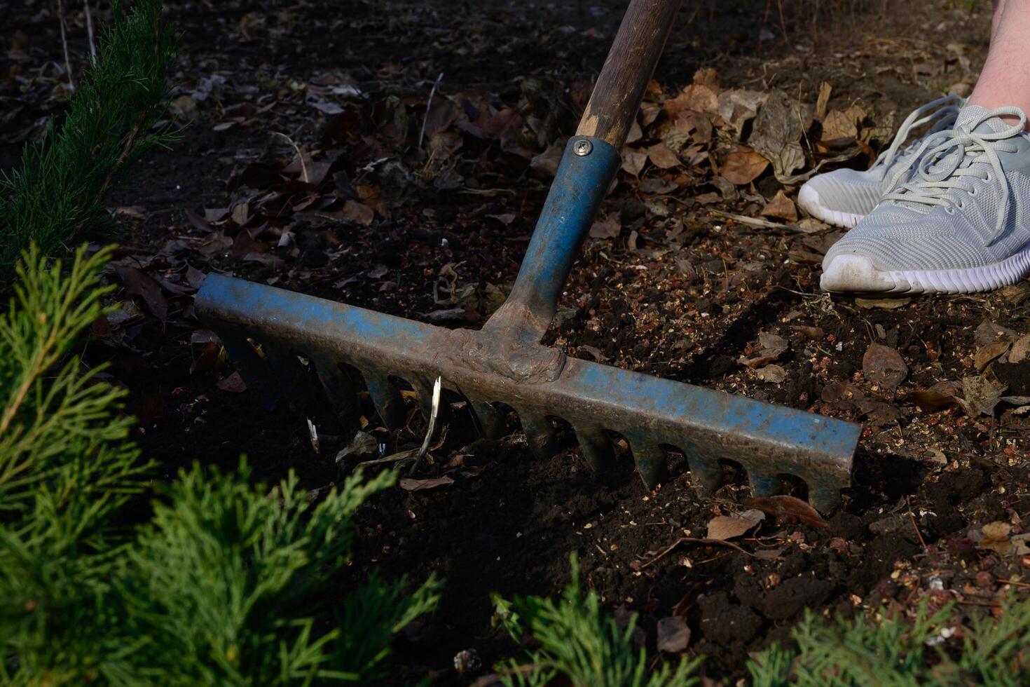 A woman removes garbage with a garden rake on a wonderful day photo