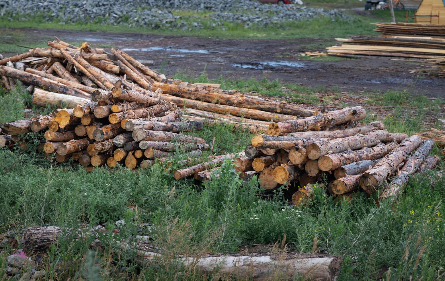 Deforestation On a wonderful day. Forest degradation. New construction of wooden houses. Stumps in the forest. Eco concept. photo