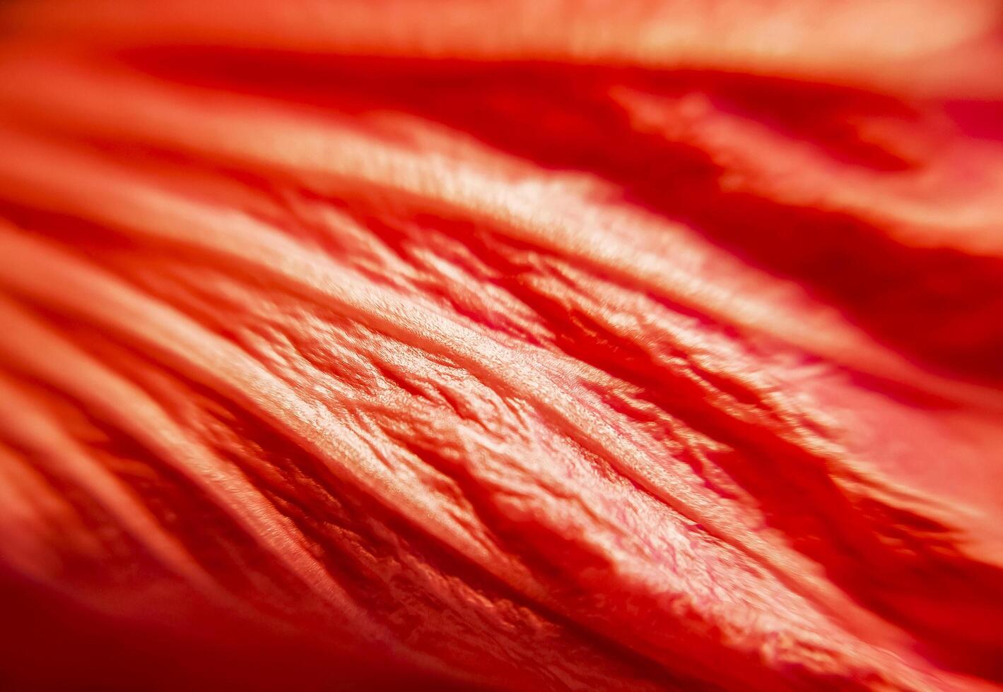On a wonderful day with a positive attitude Macrophotography of a hibiscus leaf in close-up. photo