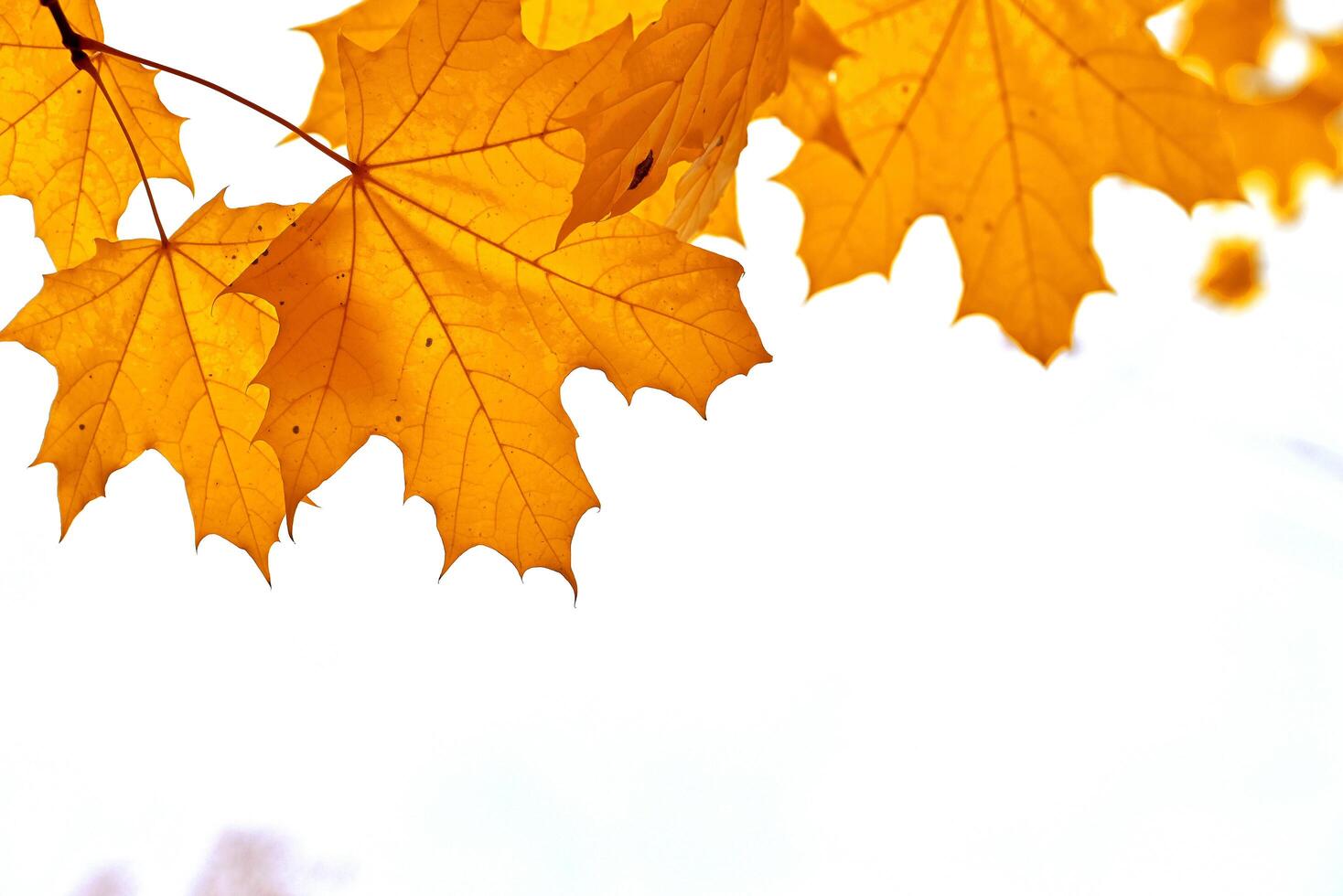 the concept of autumn On a wonderful day. photo