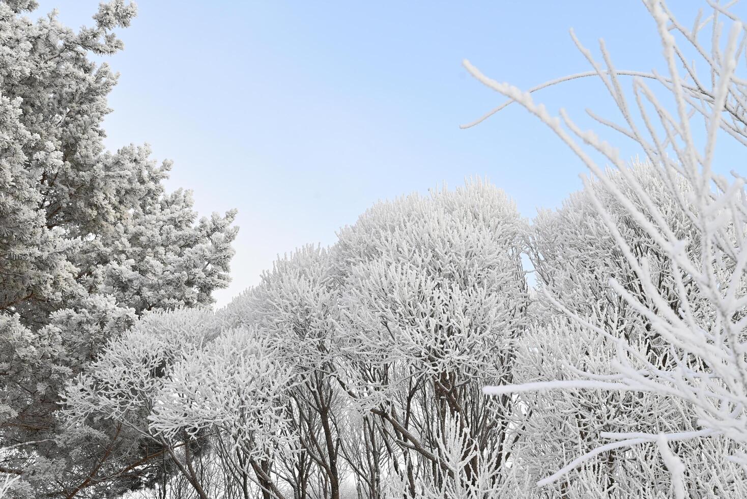 A beautiful winter scene with snow-covered trees. The branches of the trees are covered in a thick layer of frost, and the sun is shining brightly in the sky. photo