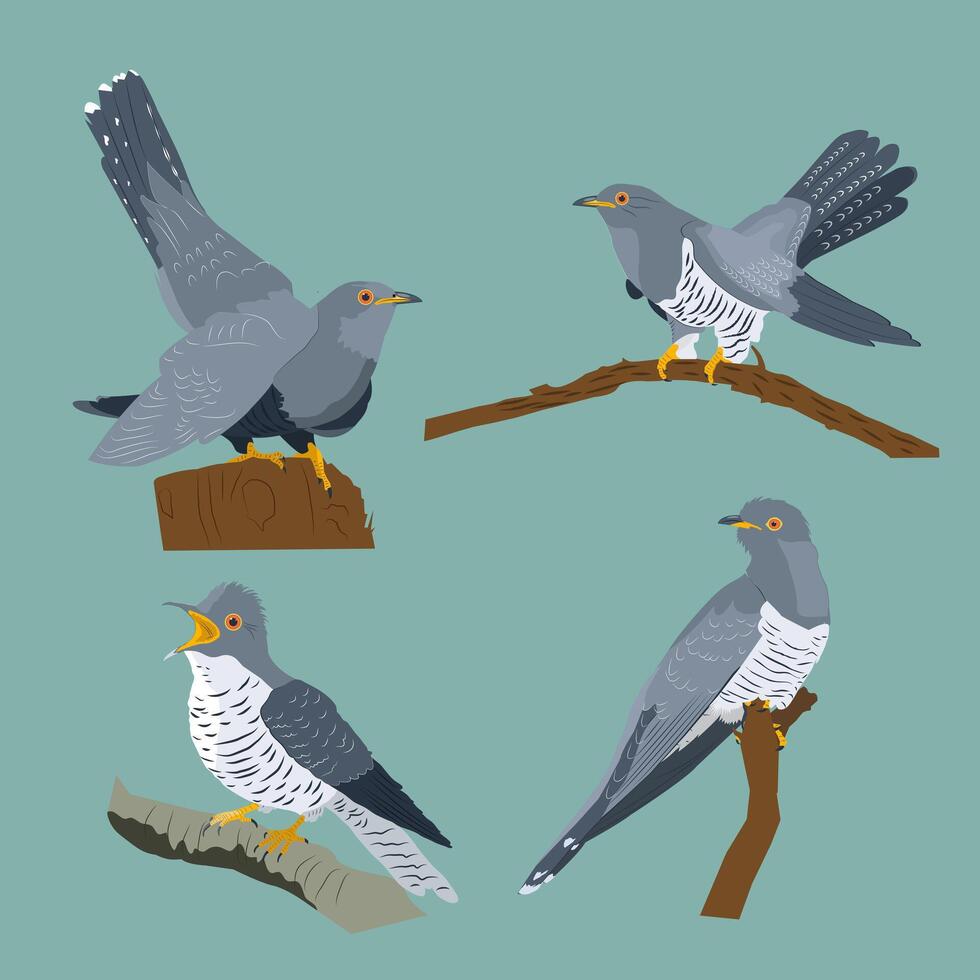 collection of four cuckoos in different positions vector