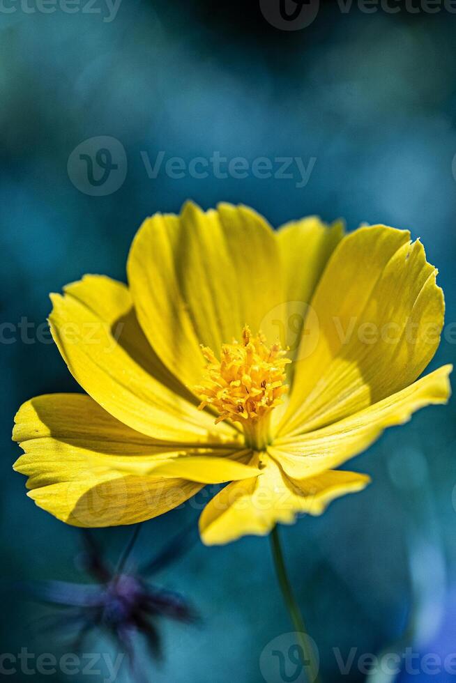 Yellow Flower in blue lighting photo